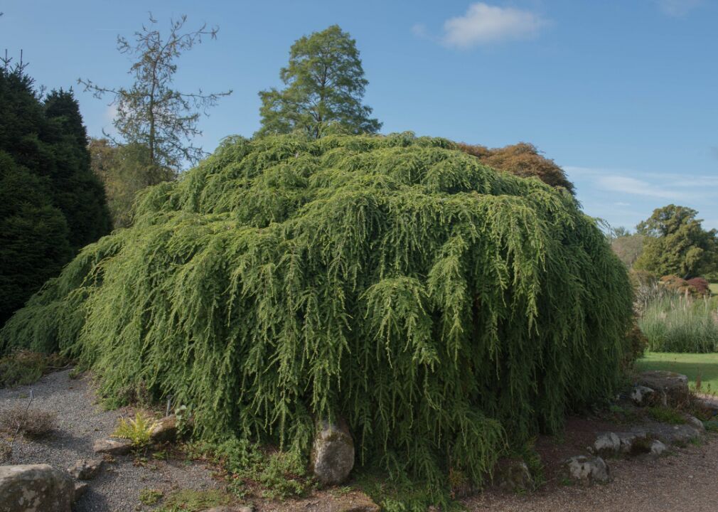 Answer: Tree #6